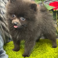A réserver, charly,mâle type spitz nain poméranien #4