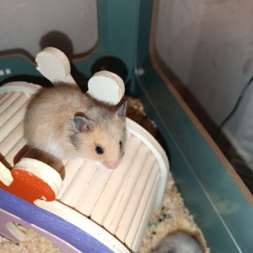 Hamsters dorés