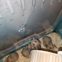 Hamsters dorés #3