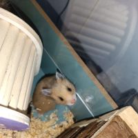 Hamsters dorés #4