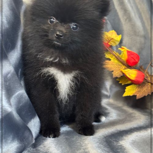 A réserver,tess,femelle type spitz nain poméranien #1