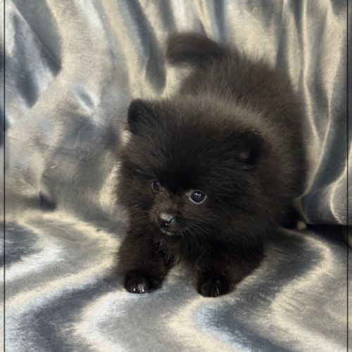 A réserver,tess,femelle type spitz nain poméranien #2