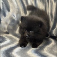 A réserver,tess,femelle type spitz nain poméranien #2