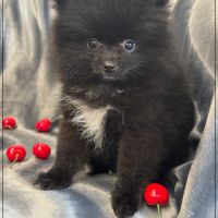 A réserver,tess,femelle type spitz nain poméranien