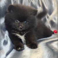 A réserver,tess,femelle type spitz nain poméranien #4