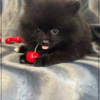 A réserver,tess,femelle type spitz nain poméranien #5