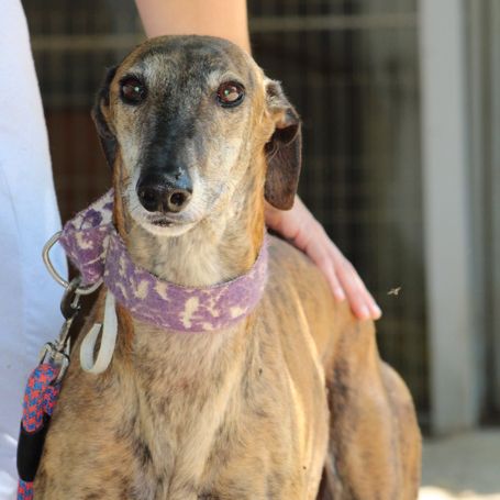 Armani 7 ans❤️, magnifique lévrier espagnol #1