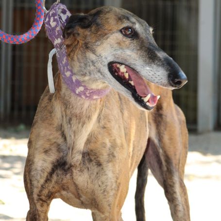 Armani 7 ans❤️, magnifique lévrier espagnol #3