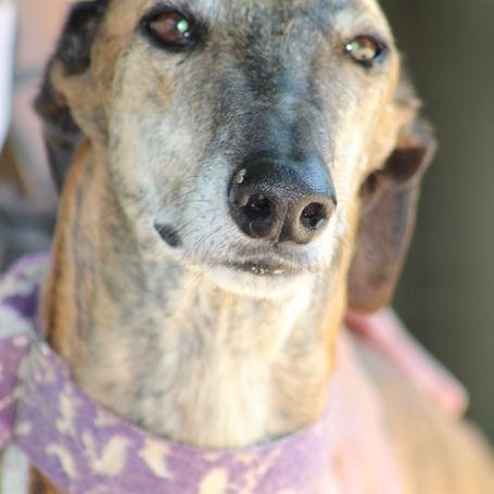 Armani 7 ans❤️, magnifique lévrier espagnol