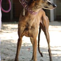 Armani 7 ans❤️, magnifique lévrier espagnol #2