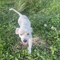 Chabin votre compagnon pour la vie #2