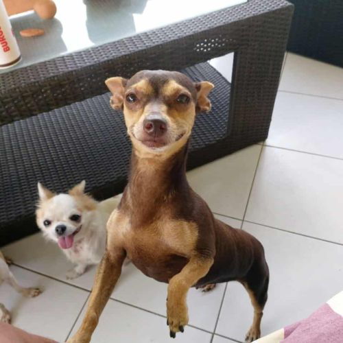 Daisy la belle chihuahua