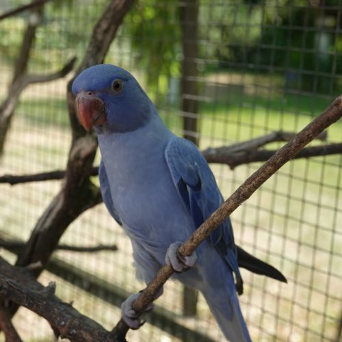 Perruches à collier #1