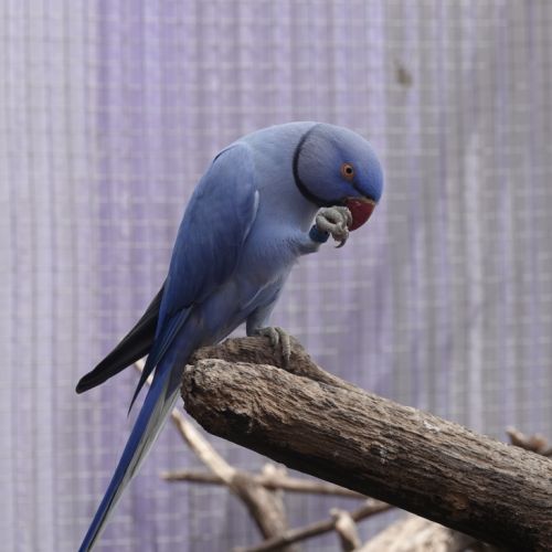 Perruches à collier #4