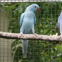 Perruches à collier #0