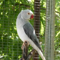 Perruches à collier #3