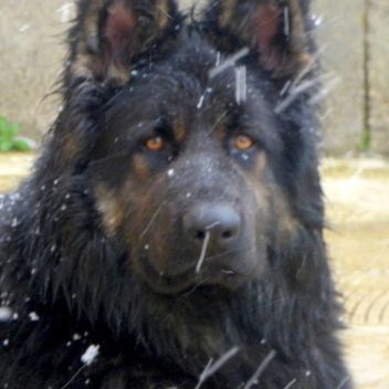 Chiots berger allemand ancien type poil long #1