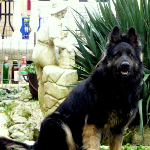 Chiots berger allemand ancien type poil long #0
