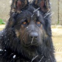 Chiots berger allemand ancien type poil long #1