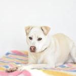 Chien taiga à l adoption #2