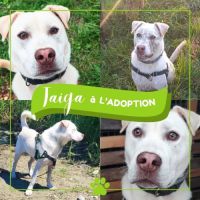 Chien taiga à l adoption