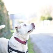 Chien taiga à l adoption #3