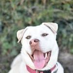 Chien taiga à l adoption #4