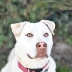 Chien taiga à l adoption