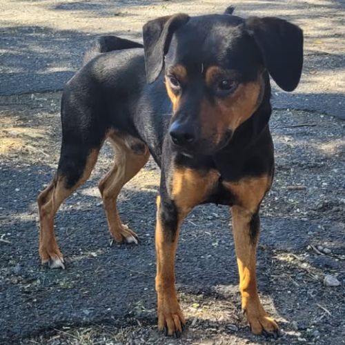 Chien archimede à l adoption