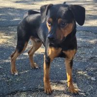 Chien archimede à l adoption