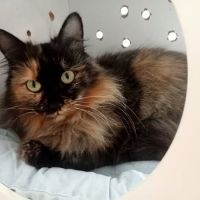 Chat bella à l adoption