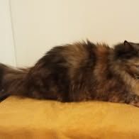 Chat bella à l adoption #2