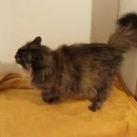 Chat bella à l adoption #3