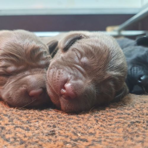 Chiots labradors lof à réserver #0