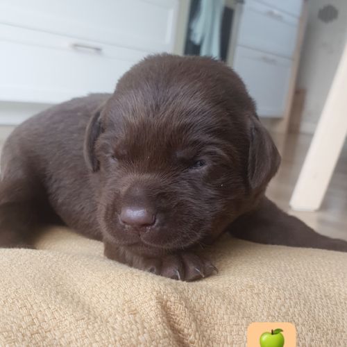 Chiots labradors lof à réserver #6