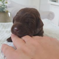 Chiots labradors lof à réserver #2