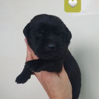 Chiots labradors lof à réserver #3