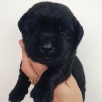 Chiots labradors lof à réserver #4