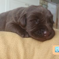 Chiots labradors lof à réserver #5