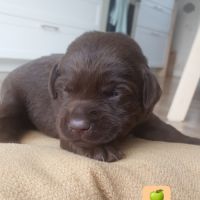 Chiots labradors lof à réserver #6