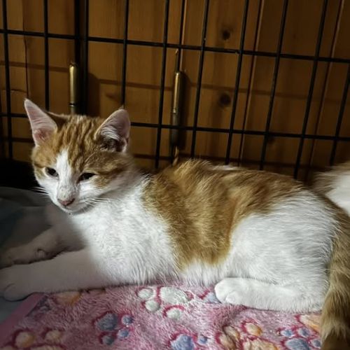 Chat amandin à l adoption