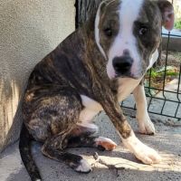 Chien aldo à l adoption