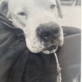 Chien odin à l adoption #2