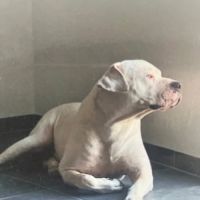Chien odin à l adoption