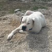 Chien odin à l adoption #3