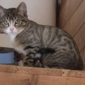 Chat whisper à l adoption #2