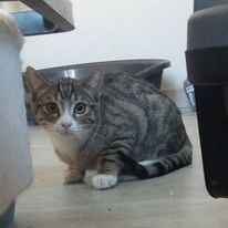 Chat whisper à l adoption #3