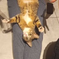 Chat whisper à l adoption