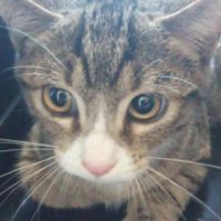 Chat whisper à l adoption #0