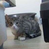 Chat whisper à l adoption #3